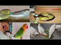 My Lovebirds and Buggies | Meet My Pet Vlog | Budgies Baby | Daily Vlog | Vlog | Birds Lovers Vlog