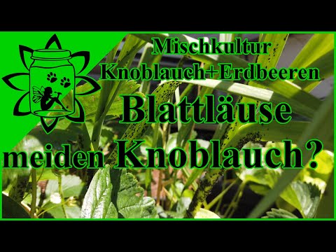 Blattläuse meiden Knoblauch? | Mischkultur Knoblauch Erdbeeren | Gute Pflanznachbarn |