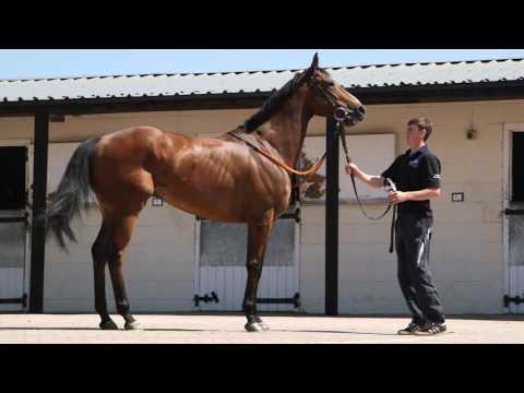 Trainer Dave Loughnane on Earth Drummer in the Royal Hunt Cup