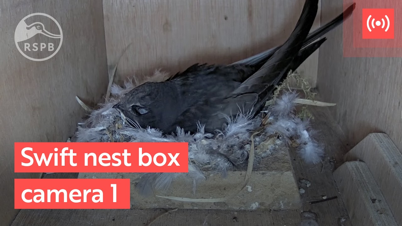 Live webcam view of RSPB Swift Nest Camera