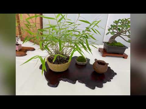 Hawaii Bonsai Association’s Bonsai Exhibition, 10/30/2022.