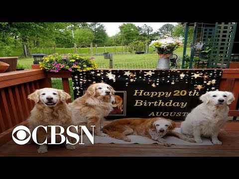 20-year-old dog named Augie believed to be oldest golden retriever