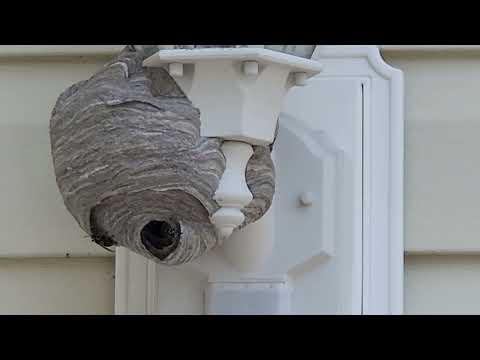 Bald-Faced Hornets Nest Attached to Light Fixture in Metuchen, NJ
