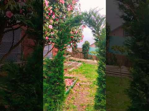 El Rey Sanador del Rincón del Alquimista #plantas #alquimia #remediosnaturales