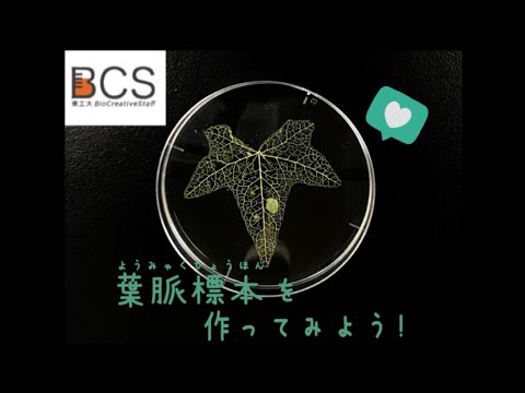 【BCS企画】葉脈標本を作ってみよう！ / すずかけサイエンスデイ2021
