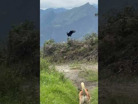 Samuro, chulo o gallinazo. Vereda Panamá, Pacho Cundinamarca.