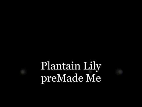 ギボウシの花言葉、変わらない思い『Plantain Lily』【preMade Me】（オリジナル曲）