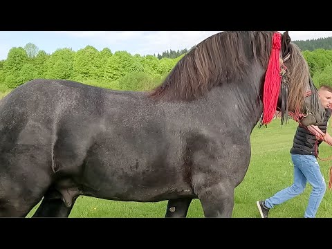 Caii lui Liviu Horandău de la Rădăuți-Bucovina 2023