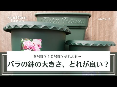 鉢植えのバラの色とりどりの華やかさ 庭の練習