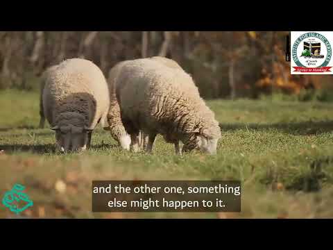 The Story Of Prophet Muhammad ﷺ Part 6   Early Manhood