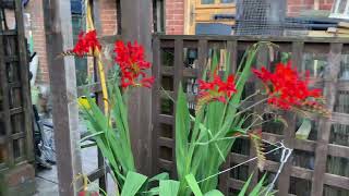 Growing rhubarb  homesteading ￼￼