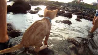 preview picture of video 'Jonas - o nosso gatinho mergulhador - Cat Swimming and Diving'