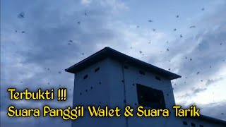 Download lagu JOSS!! TERBUKTI SUARA PANGGIL BURUNG WALET BERKUALITAS & SUARA TARIK WALET KHUSUS mp3