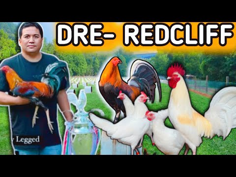 Dre Red Cliff/ Radio,Sweater Archer,Rh 🔥🔥🔥🐓🐓💥💥