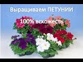 Выращиваем рассаду ПЕТУНИИ (100% всхожесть).САД и ОГОРОД 