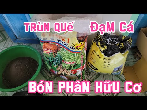 Bón Phân - Phun Thuốc Cho Cây Mai Sau Khi Chơi Tết - 18.02 ÂL
