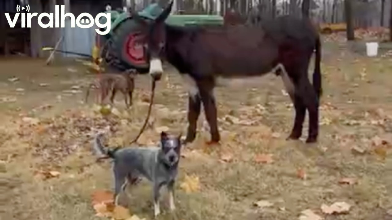 Blue Heeler Leads Donkey To Owner || ViralHog
