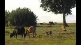 Download lagu Lembu Tak tambat-Kelantan's Dikir barat mp3 Download lagu Lembu Tak tambat-Kelantan's Dikir barat mp3