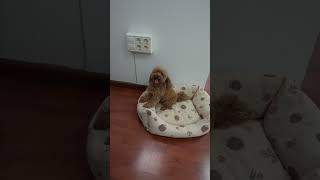 We 3D Printed a Gift for Our Office Dog