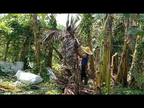 I cooked Upo and got a banana at Saka nag bakod.