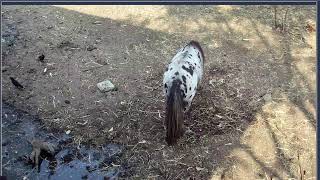 Thumbnail del capítulo