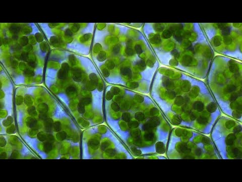 Al Tomar CLOROFILA Esto fue lo que me paso