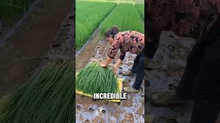 Super Fast Green Onion Harvest 🌱🧅 | Clean & Satisfying Farming! 🚜✨