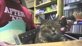 Смотреть онлайн Супер терпеливый кот против гитары