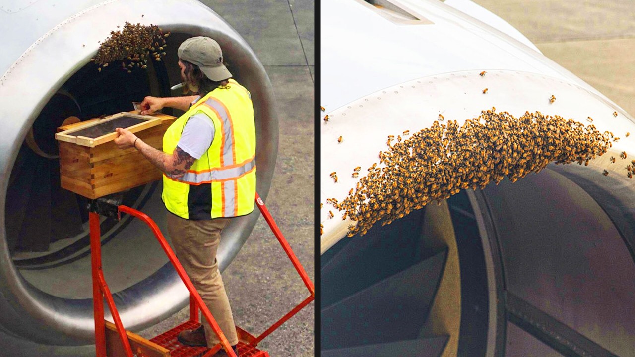 Flight Delayed Due to Bee Invasion