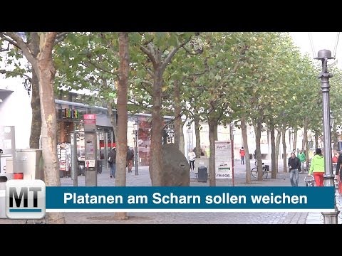 Platanen am Mindener Scharn sollen weichen