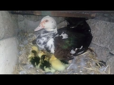 LAL OREDEKLERIN BALALARI YUMURTADAN CIXIRLAR