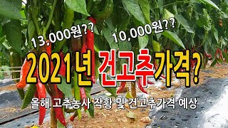 2021년 건고추 예상가격은? 올해 고추작황및 수확량은?
