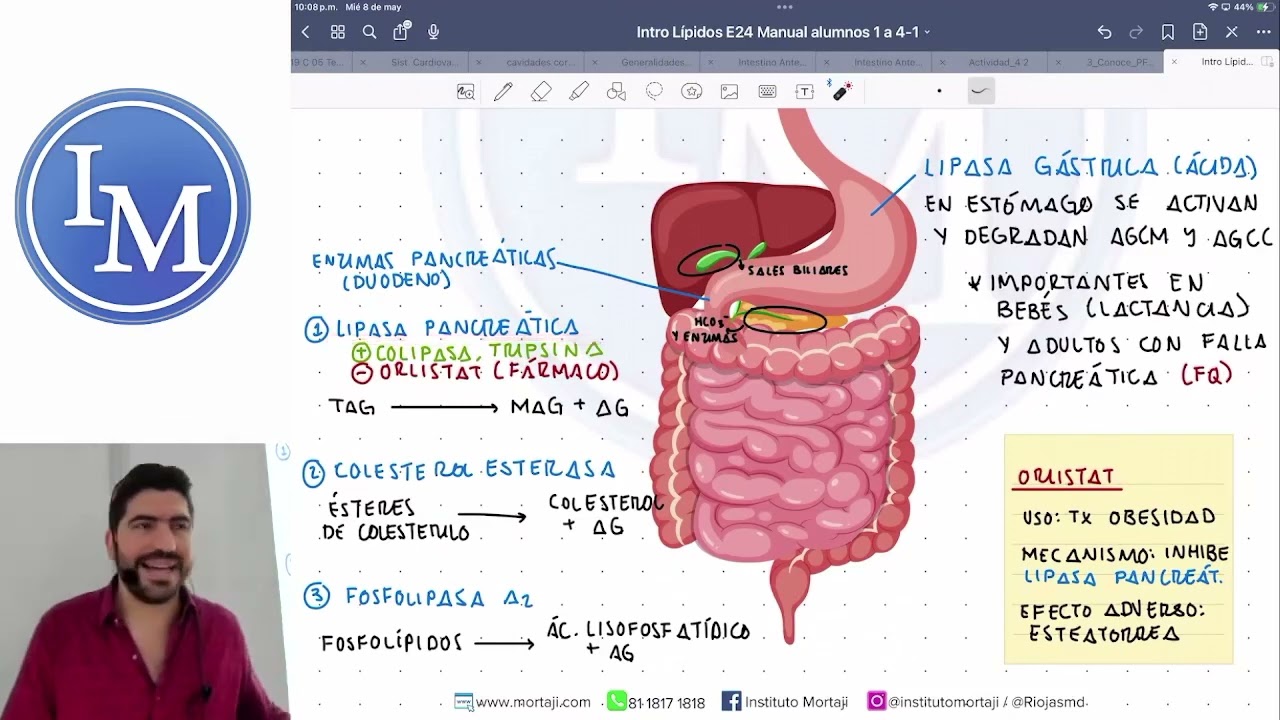 Bioquímica | Digestión y absorción de las grasas