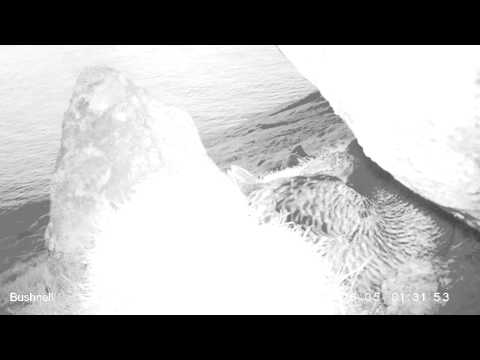 Æðureiður 05 June kl 0132