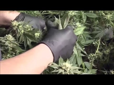 NYC Marijuana Prosecutions On the Decline