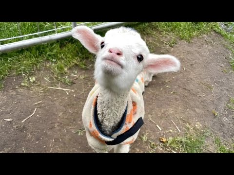 Des animaux drôles vous feront rire jusqu'à ce que vous ne puissiez plus respirer ! 🤣