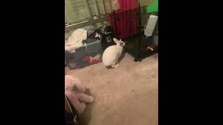 American Sable rabbit Rabbits Videos