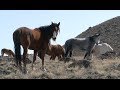 The Story Of America S Wild Horses And Burros