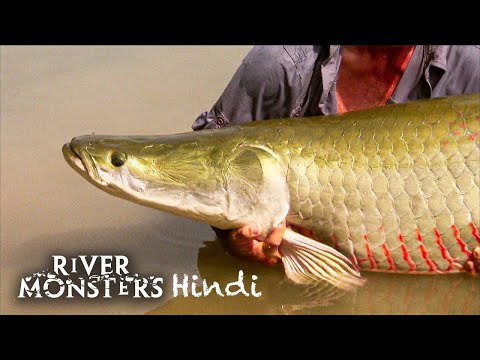 River Monsters Hindi S1E5 – Amazon Assassins ft. Arapaima | Ep 5