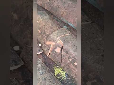 Registro de daños en vivienda por caída de poste ESSA - Simacota / 05-10-2026