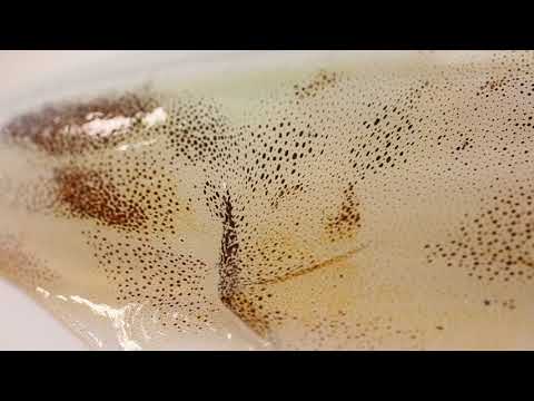 Super fresh squid's skin upclose reaction when touch