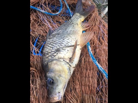 Как забрасывать кастинговую сеть. Обучение.