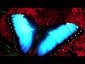 MANA MARIPOSA TRAICIONERA