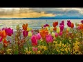 Michael Buble What A Wonderful World