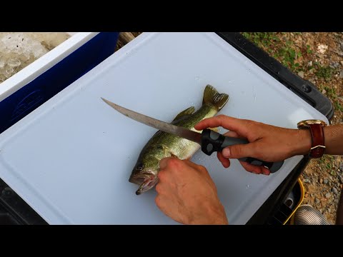 download lagu mp3 mp4 Fish Taste Comparison, download lagu Fish Taste Comparison gratis, unduh video klip Fish Taste Comparison