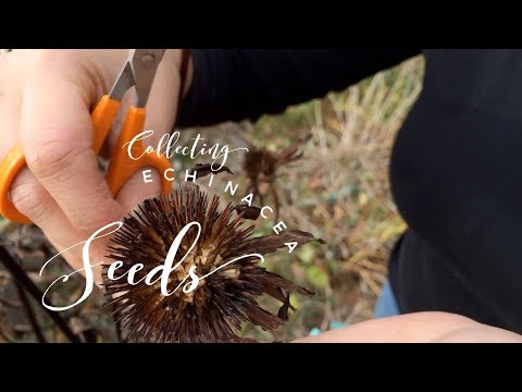 download lagu mp3 mp4 Green Coneflower Seeds, download lagu Green Coneflower Seeds gratis, unduh video klip Green Coneflower Seeds