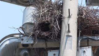 preview picture of video 'Monk Parakeet in nest at Rowan Park in East Side Chicago'