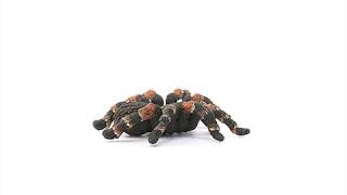 Schleich Pavúk - Vtáčkar