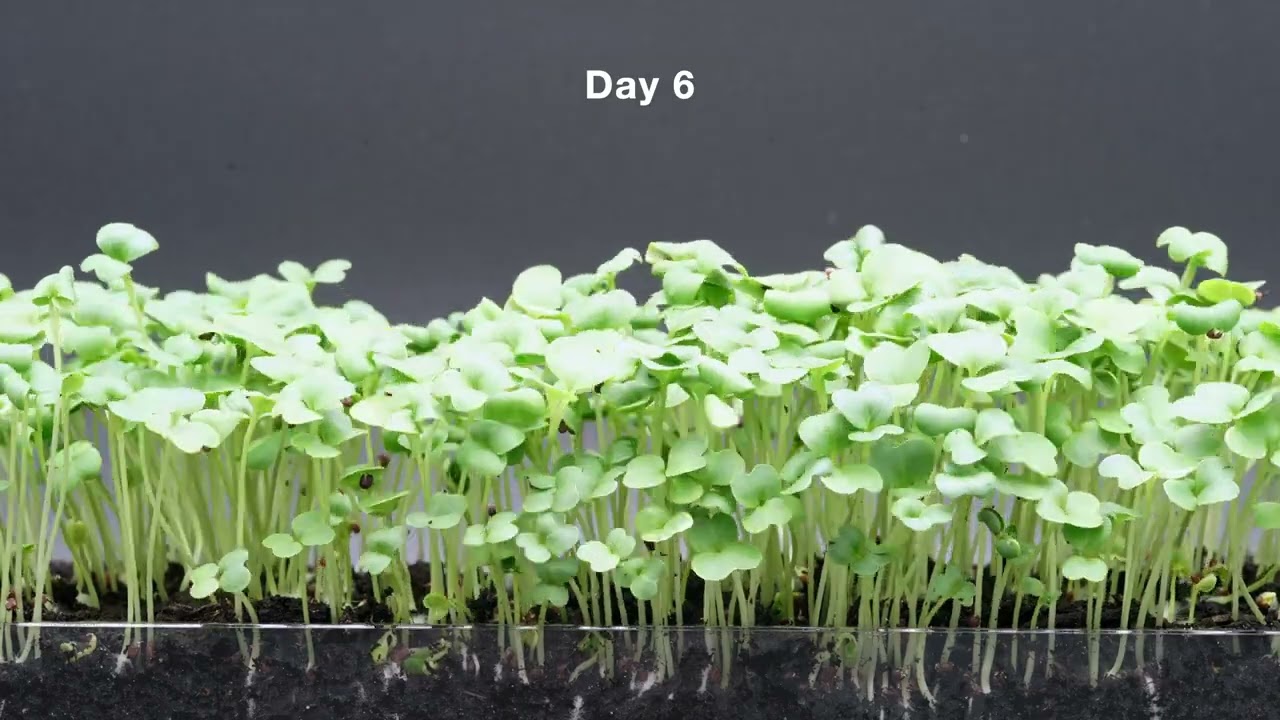 Microgreen: Broccoli Raab - 7 day time-lapse