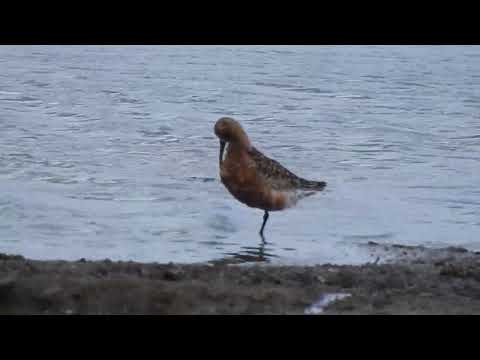 Krombekstrandloper/Curlew Sandpiper, Texel, The Netherlands, 15-07-2022.